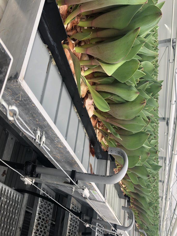 Zavlažovací systém ve skleníku pro cibule tulipánů