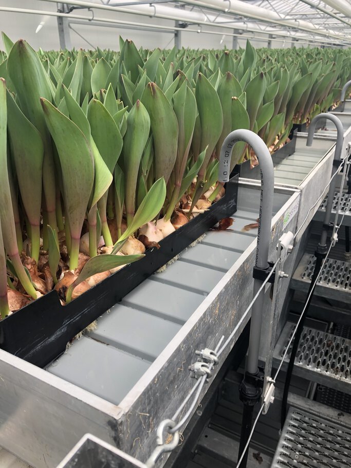 Bewässerungsanlage im Gewächshaus für Tulpenzwiebeln