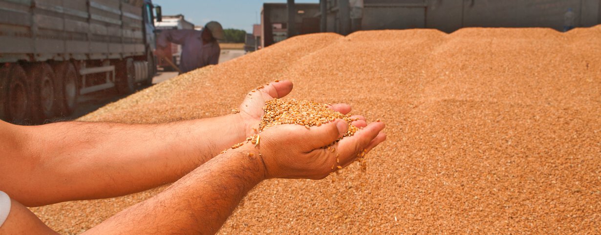 Hände mit Getreide im Silo