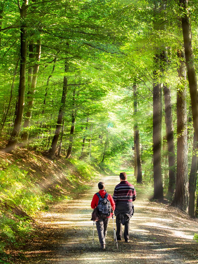 Hikers in the forest