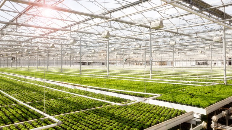 greenhouse cultivation