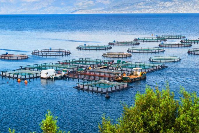 Aquaculture systems in a network enclosure