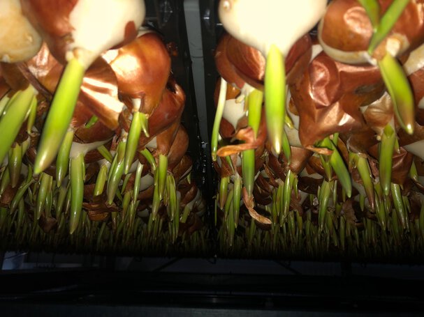 Cibule tulipánů ve skleníku