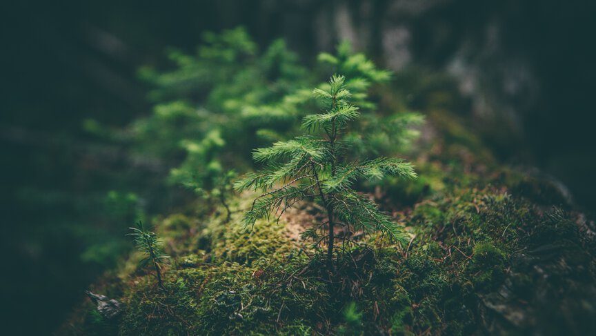 Kleiner Tannenbaum im Wald