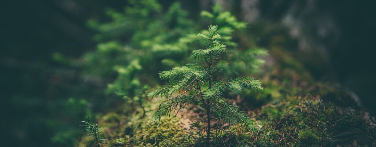 Kleiner Tannenbaum im Wald