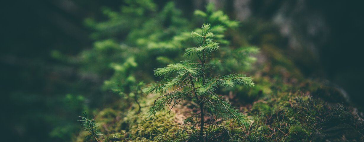 Kleiner Tannenbaum im Wald