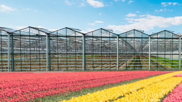 Acqua fresca per i bulbi dei fiori