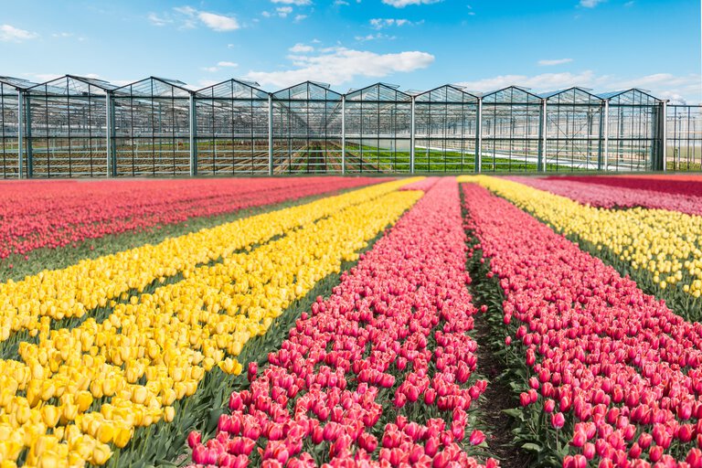 industrial cultivation of tulips