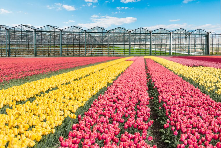 greenhouse cultivation of tulips