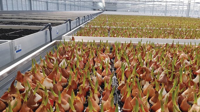 Tulip bulbs in greenhouse