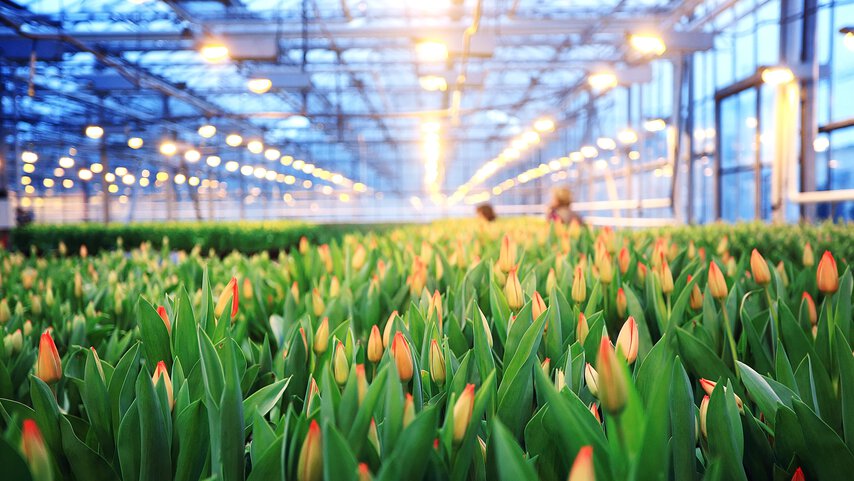 greenhouse tulip cultivation