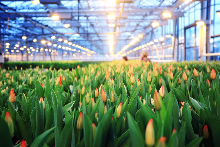 greenhouse with tulips