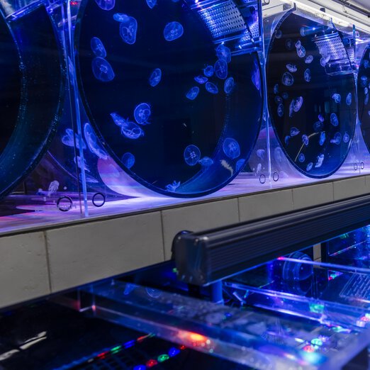 Water tanks of a jelly fish farm with blue light