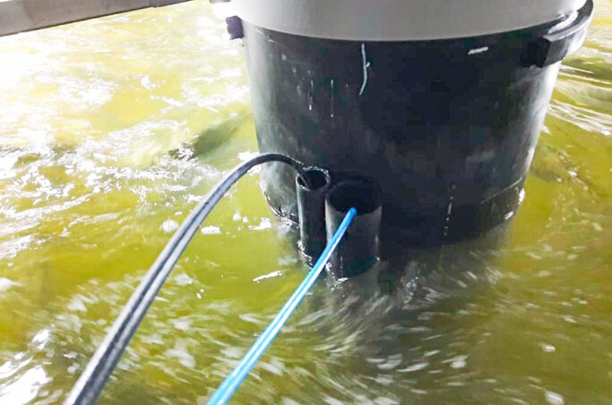 Sensor de nivel JUMO MAERA (cable negro) en las piscinas de cría de Kingfish Zeeland