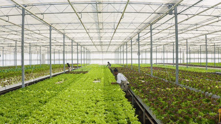 industrial greenhouse