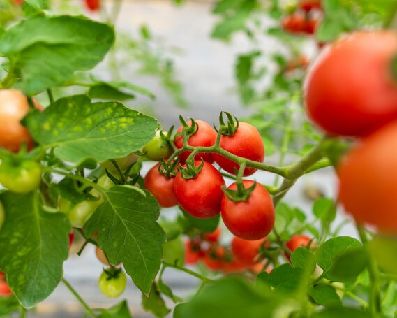 Tomaten teelt