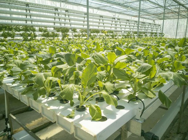 Greenhouse in the Netherlands