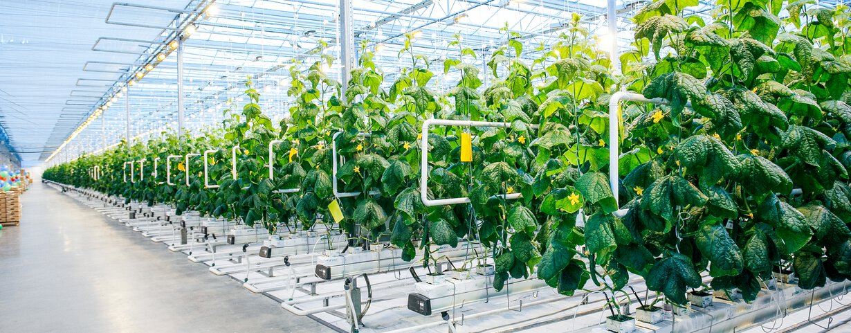 Klimaatbeheersing in de kas