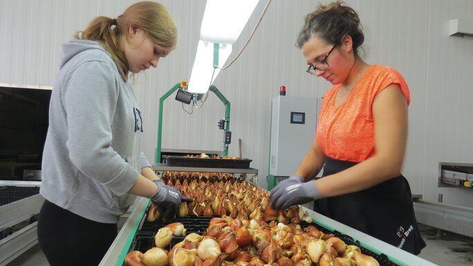 Bewässerungsanlage im Gewächshaus für Tulpenzwiebeln