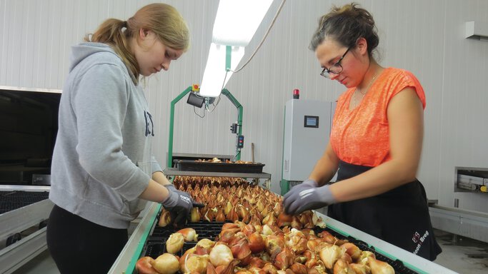 Irrigation system in greenhouse for tulip bulbs
