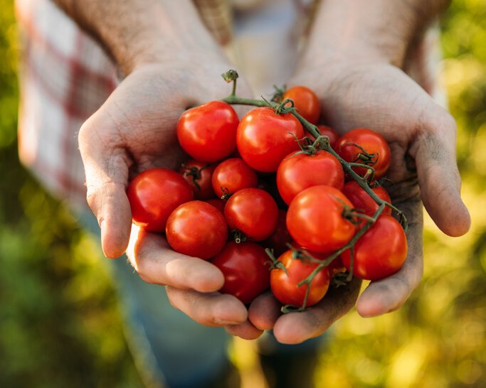 Tomaten oogst